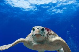 China encontra tartarugas "espiãs"