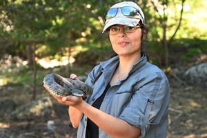 Davina Falcão com a cobra-de-água-de-colar que encontrou na barragem do Vale de Rossim, na serra da Estrela 