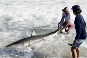 O momento em que pescador liberta tubarão-branco após capturá-lo acidentalmente nos EUA 