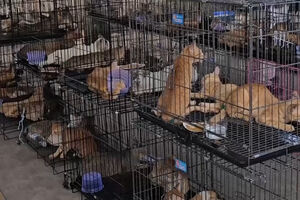 Polícia vietnamita desmantela rede que traficava carne de gato e resgata mais de 400 animais 