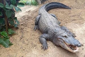 Um dos crocodilos do zoo