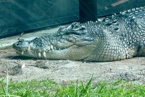 Criança terá sido atirada aos crocodilos