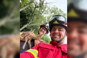 Veado bebé resgatado de poço pelos bombeiros em Coimbra