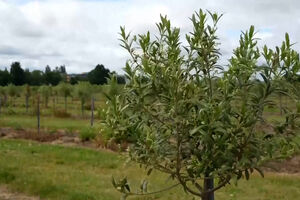 Reino Unido produz primeiro azeite virgem extra à medida que clima aquece