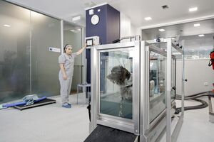 A enfermeira  veterinária  Beatriz Gomes acompanha a  hidroterapia do cão Brownie, na passadeira  subaquática 