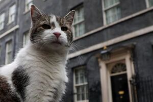 Primeiros-Ministros vão e vêm. Mas há alguém que continua no cargo de sempre: o gato Larry