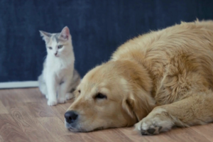 Como proteger o seu animal de estimação do calor extremo
