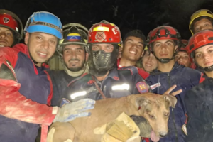 Cão encontrado vivo entre os escombros é resgatado por bombeiros após sismos na Venezuela 