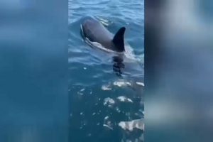 Orcas 'apanhadas' a nadar perto de barco em Sesimbra