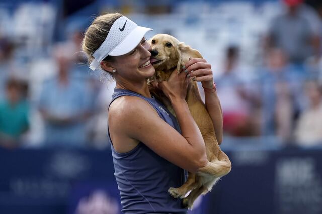 Raquetes, troféus e patinhas. Conheça os cães que estão a fazer furor nos Grand Slams de ténis