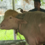 “Donald Trump”, o búfalo albino com cabelo dourado, faz sucesso em zoo no Bangladesh