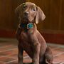 Momento histórico na televisão! Nova série de 'Scooby-Doo' da Netflix vai ter um cão real pela primeira vez