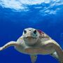 Há “animais espiões” no mar da China. País dá o alerta, mas o que se passa? 