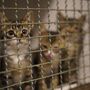 Polícia desmantela rede de tráfico de gatos no Vietname e resgata mais de 400 felinos