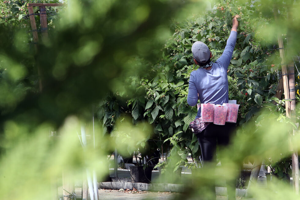 Trabalhadores migrantes trabalham na apanha da amora 