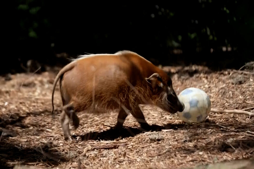 Animais do jardim zoológico de Brookfield 'preparam-se' para o Mundial de futebol