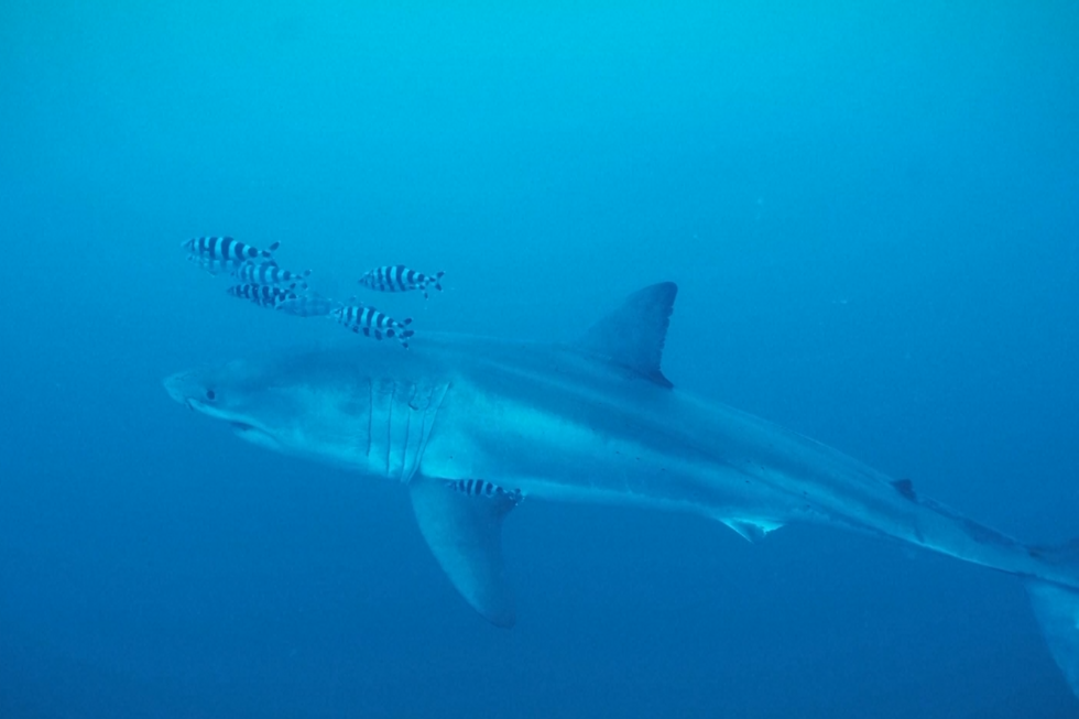 Imagens raras mostram tubarão-branco no Mar Mediterrâneo ao largo de Itália