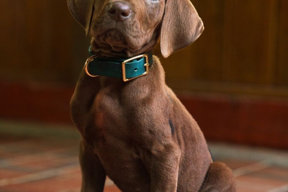 Momento histórico na televisão! Nova série de "Scooby Doo" da Netflix vai ter um cão real pela primeira vez