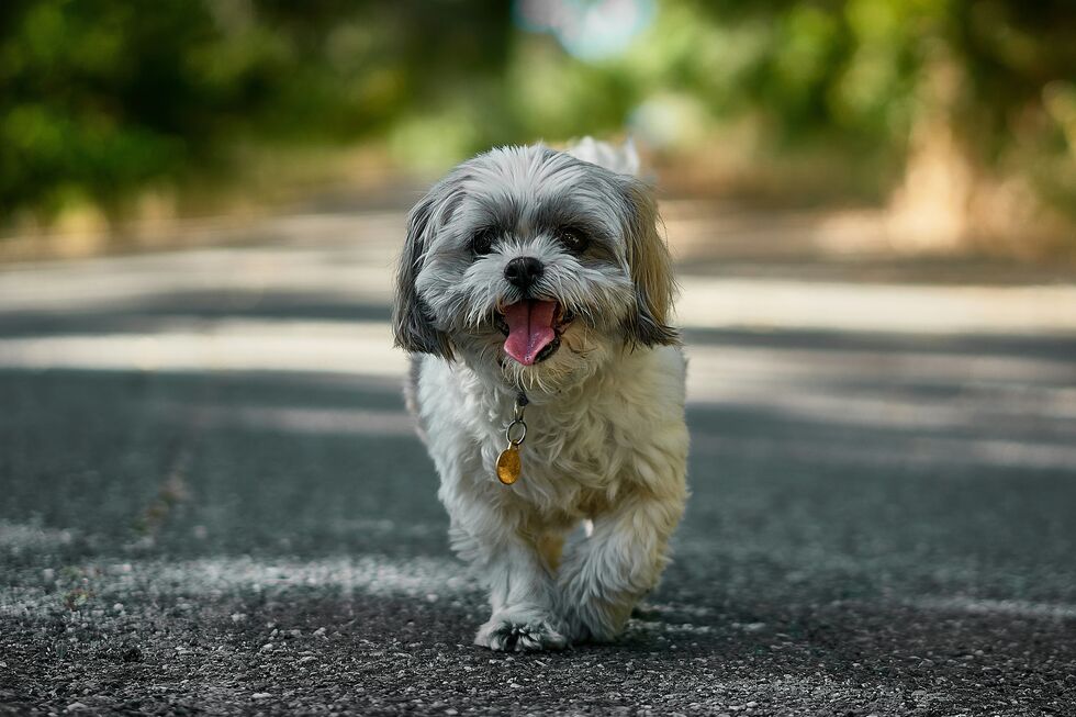 Onde deixar o cão ou o gato é uma preocupação no periodo de férias