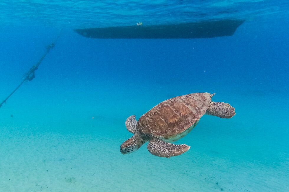 China está 'de olho' nas tartarugas