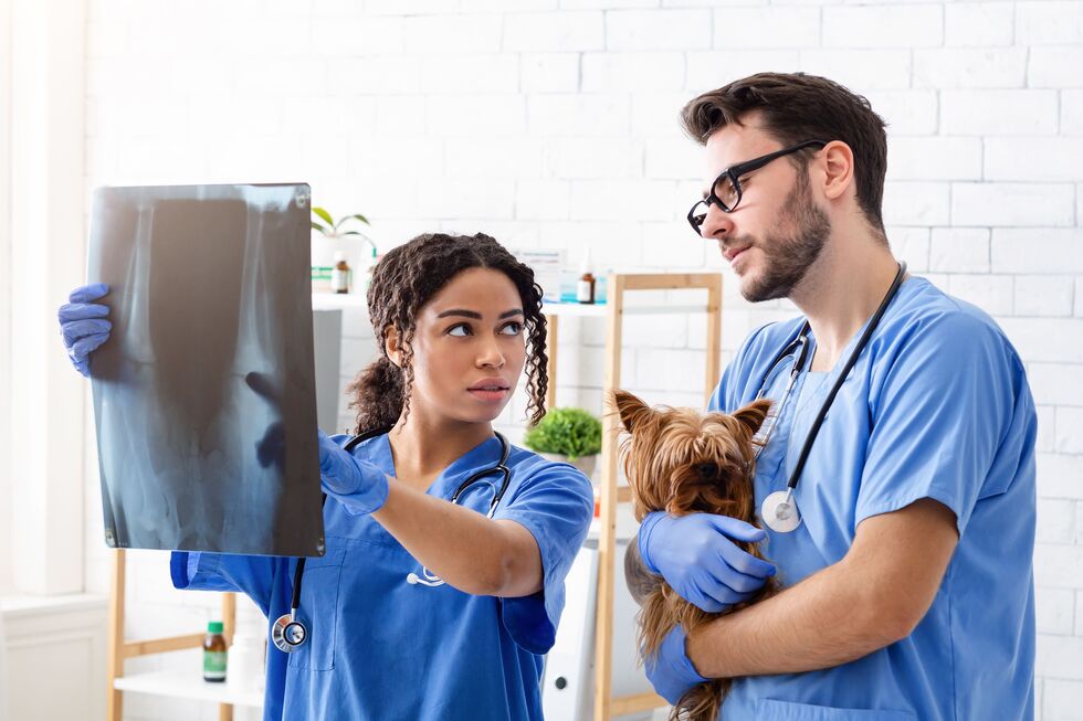 Médicos veterinários lançam petição para reduzir IVA dos serviços veterinários