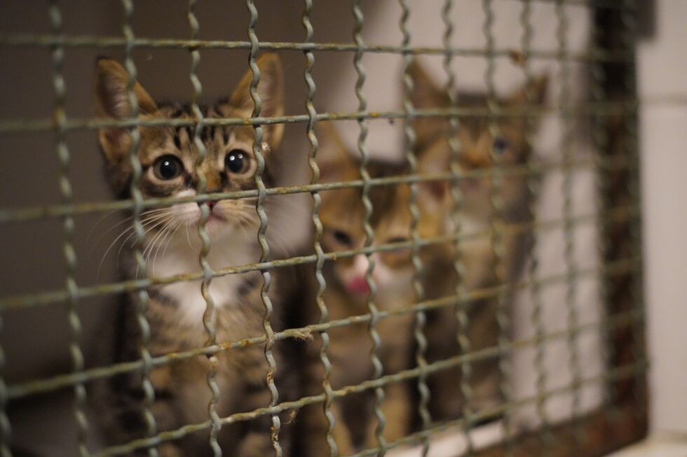 Vietname: polícia desmantela rede de tráfico de gatos e resgata mais de 400 felinos
