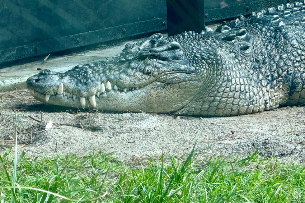 Criança terá sido atirada aos crocodilos