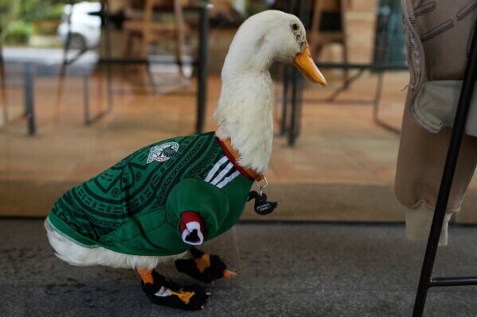 Adorável! Este é o Merlin, a mascote não oficial do México que está a conquistar o mundo
