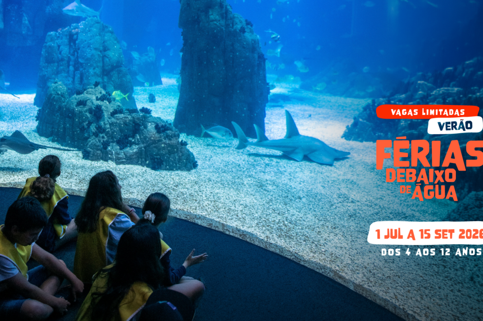 O Campo de Férias do Oceanário de Lisboa está de volta! E promete um verão cheio de descobertas, ciência e muita diversão
