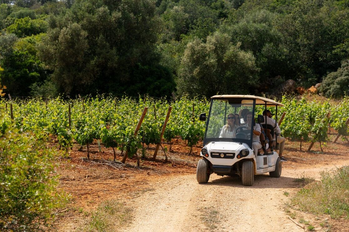 Passeio de carro de golfe em vinha com grupo em visita ao restaurante Sueste no Algarve