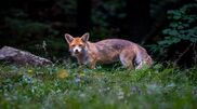 <![CDATA[ Comércio de animais selvagens está a aumentar o risco de novas doenças, alertam especialistas ]]>