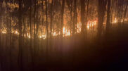 <![CDATA[ Fogo em Santo Tirso combatido por 126 bombeiros e 38 viaturas ]]>