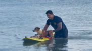 <![CDATA[ Cão é resgatado por bombeiro depois de nadar para longe da costa nos EUA ]]>