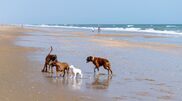 <![CDATA[ Os seus cães gostam de ir à praia? Conheça 8 praias portuguesas que são pet-friendly ]]>