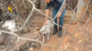 <![CDATA[ O momento em que cão é resgatado após casa ser totalmente consumida pelas chamas em Espanha ]]>