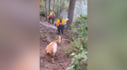 <![CDATA[ Goldie, a improvável ajudante de quatro patas que se juntou aos bombeiros no combate a um incêndio nos EUA ]]>