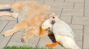<![CDATA[ Pequeno pato cria amizade improvável com cão que sofre de epilepsia ]]>