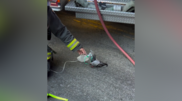<![CDATA[ Pombo com dificuldades respiratórias recebe oxigénio após inalar fumo de incêndio nos EUA ]]>