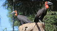 <![CDATA[ Um nascimento histórico no Algarve. Zoo de Lagos celebra primeira cria de calau-terrestre em Portugal ]]>