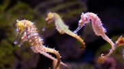 <![CDATA[ Organização ambiental instala abrigos no Tejo para proteger cavalos-marinhos ]]>