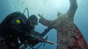 <![CDATA[ Estátua submersa do Cristo do Abismo recebe limpeza anual em Itália ]]>
