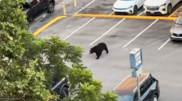 <![CDATA[ O momento em que urso persegue várias pessoas em parque de estacionamento do Tennessee ]]>