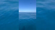 <![CDATA[ Avistado tubarão perto de embarcação ao largo da Nazaré ]]>