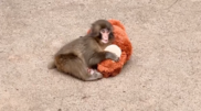 <![CDATA[ Punch, o macaco bebé que conquistou o mundo, celebra o primeiro aniversário ]]>