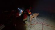 <![CDATA[ Bombeiros resgatam animais de quinta ameaçada pelos incêndios em Espanha ]]>