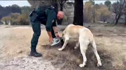 <![CDATA[ Bombeiros resgatam e dão água a animais afetados pelos incêndios em Espanha ]]>