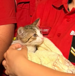 Bombeiros salvam gato bebé em Valadares