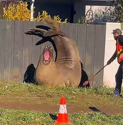 Neil, o elefante-marinho viral, volta a passear pelas ruas da Tasmânia