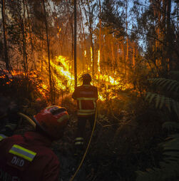 Incêndio em Rio Maior corta Estrada Nacional 114