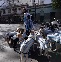 “La Perroneta”: estes cães vestem-se a rigor para apoiar a seleção Argentina no Mundial